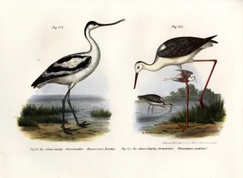 Säbelschnäbler, 1864